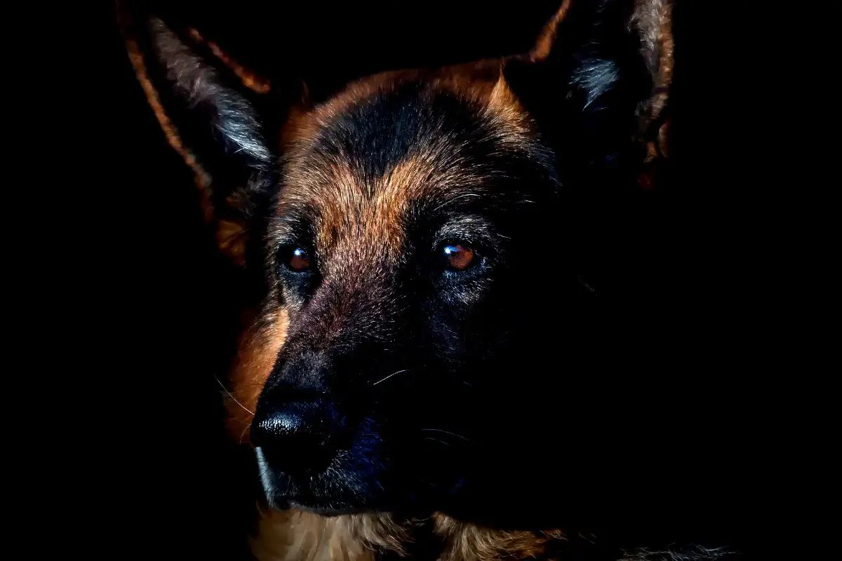 Unleashing the Beauty: The Essential Guide to German Shepherd Grooming ...