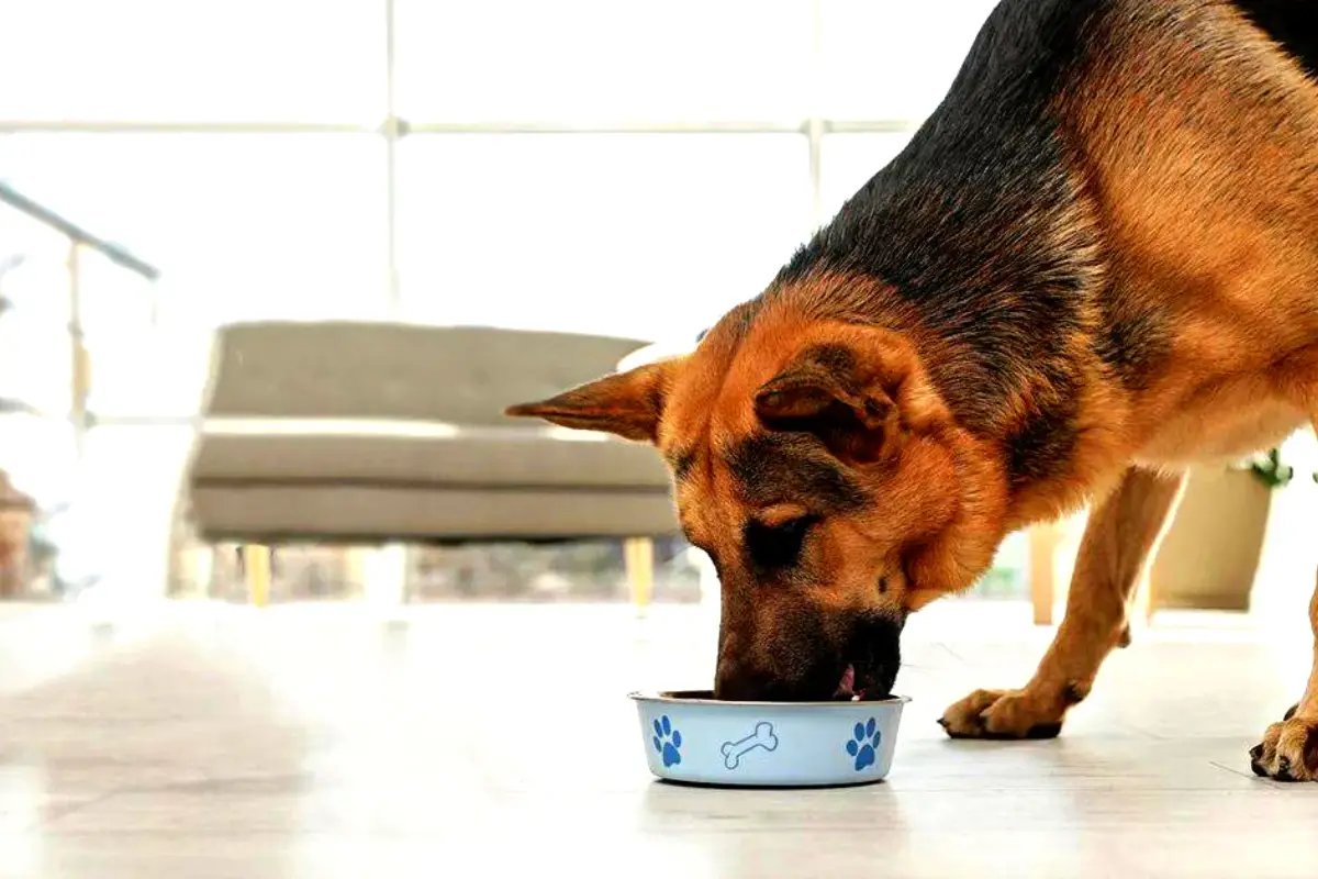 A Complete Guide to German Shepherd Nutrition - German Shepherds Forever