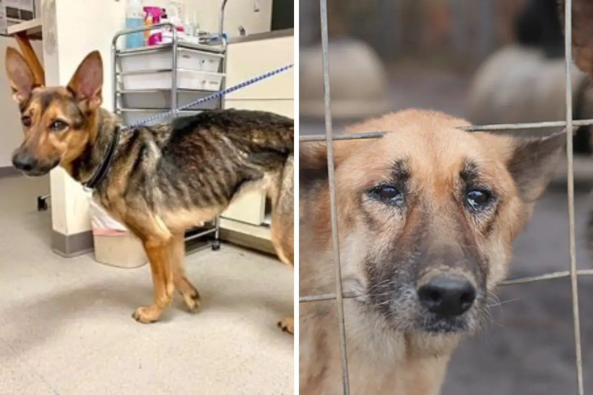 10 Incredible German Shepherd Rescues That Will Warm Your Heart ...