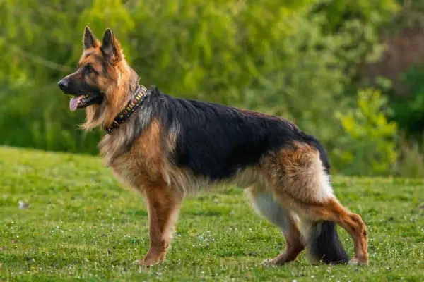 The Importance of Regular Grooming for Your German Shepherd’s Health ...