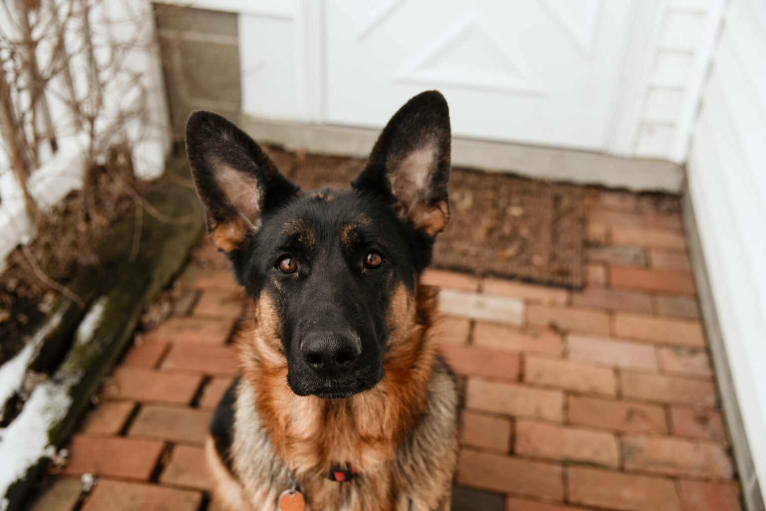 Understanding Your German Shepherd’s Coat A Comprehensive Guide